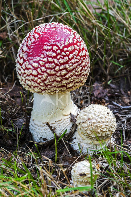 Vliegenzwam (Amanita muscaria)