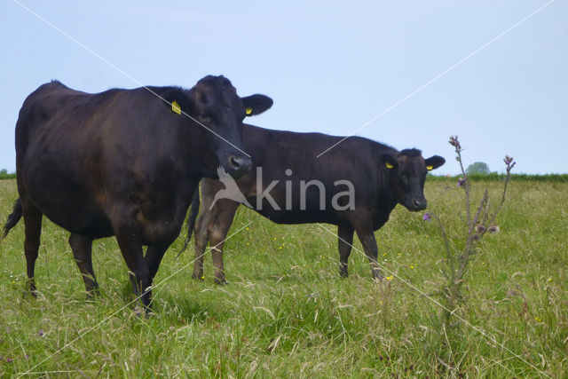 Wagyu cow (Bos Domesticus)