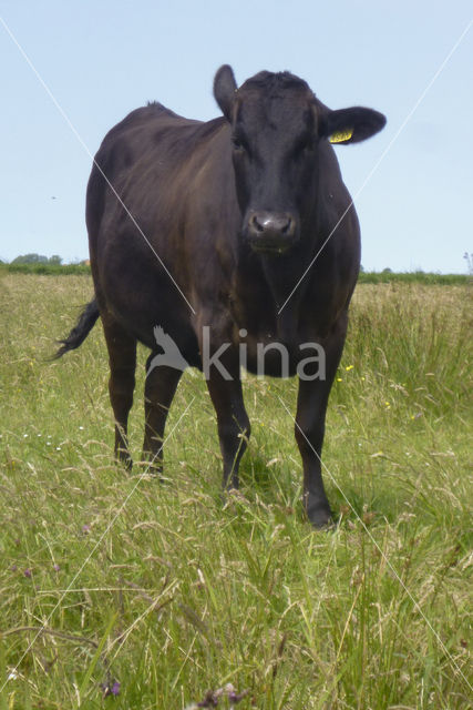 Wagyu cow (Bos Domesticus)