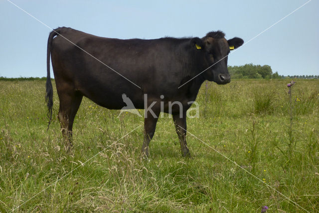 Wagyu cow (Bos Domesticus)