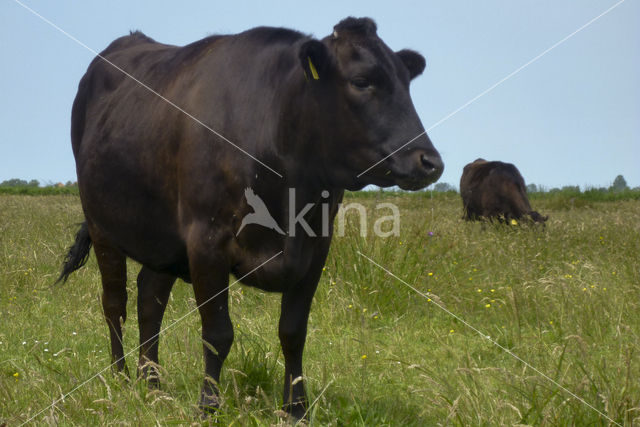 Wagyu rund (Bos Domesticus)