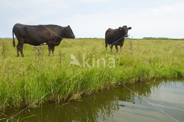 Wagyu rund (Bos Domesticus)