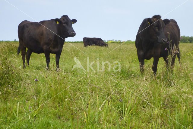 Wagyu cow (Bos Domesticus)