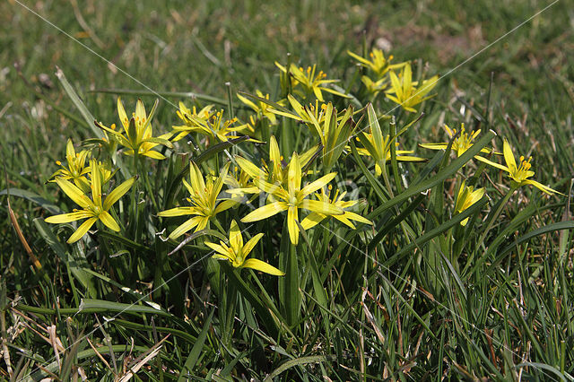 Weidegeelster (Gagea pratensis)