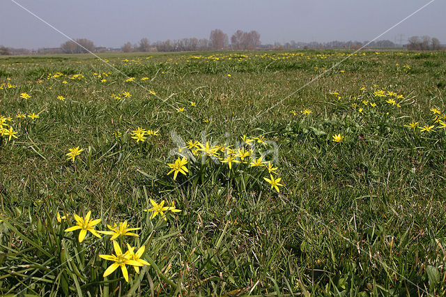 Weidegeelster (Gagea pratensis)