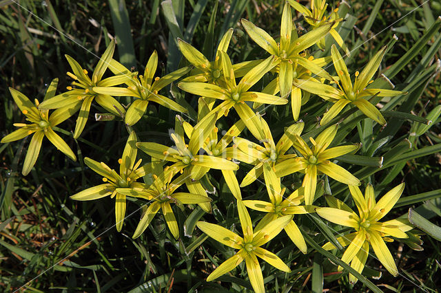 Weidegeelster (Gagea pratensis)