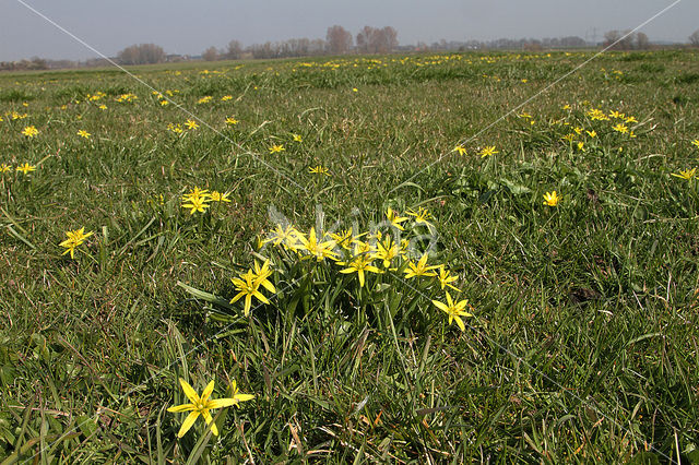 Weidegeelster (Gagea pratensis)