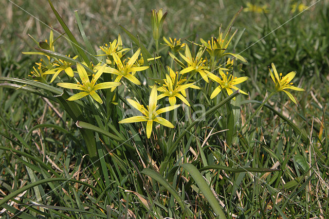 Weidegeelster (Gagea pratensis)