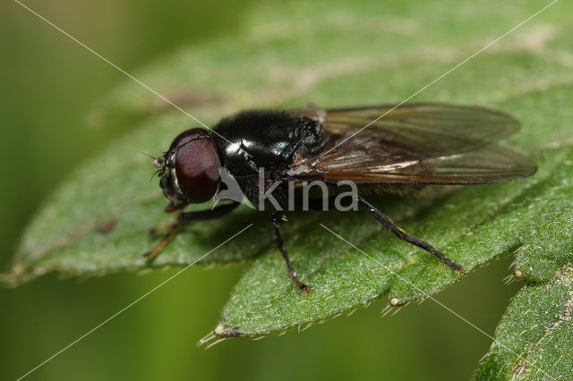 Weidegitje (Cheilosia albitarsis)