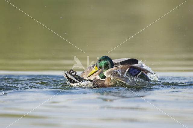 Wilde Eend (Anas platyrhynchos)