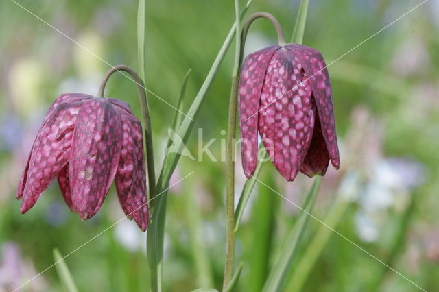 Wilde kievitsbloem (Fritillaria meleagris)