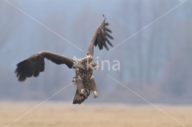 Zeearend (Haliaeetus albicilla)