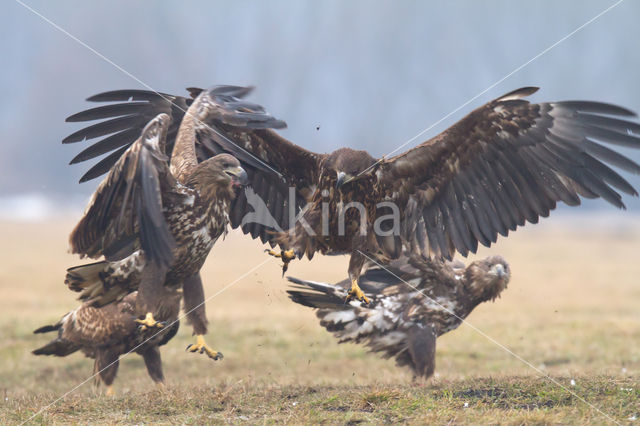 Zeearend (Haliaeetus albicilla)