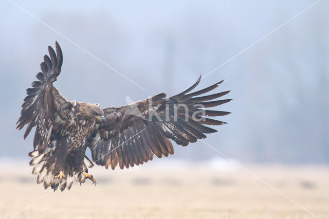 White-tailed Sea Eagle (Haliaeetus albicilla)