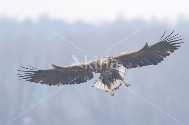 Zeearend (Haliaeetus albicilla)