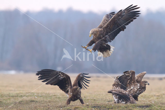 Zeearend (Haliaeetus albicilla)