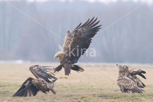 Zeearend (Haliaeetus albicilla)