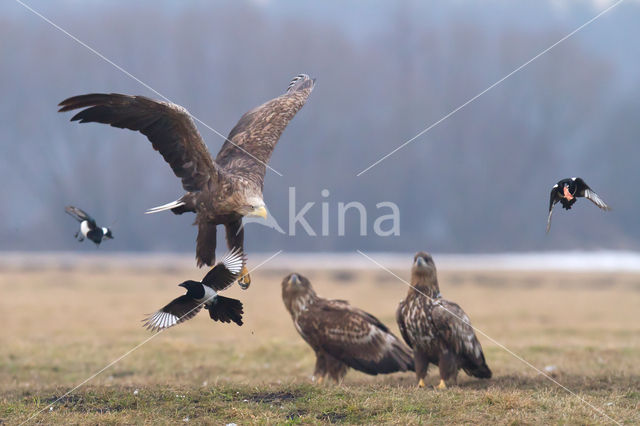 Zeearend (Haliaeetus albicilla)