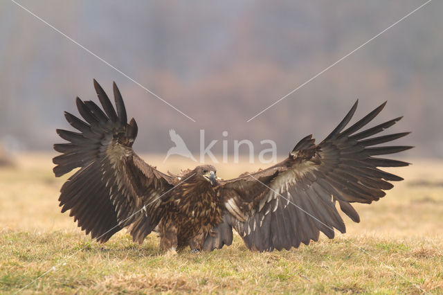 Zeearend (Haliaeetus albicilla)