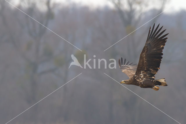 Zeearend (Haliaeetus albicilla)