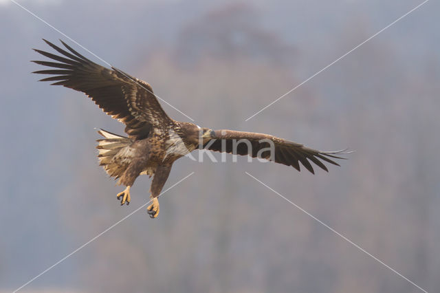 Zeearend (Haliaeetus albicilla)