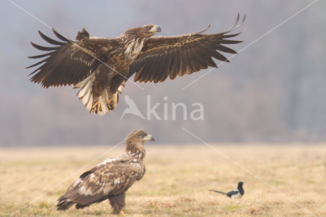 Zeearend (Haliaeetus albicilla)