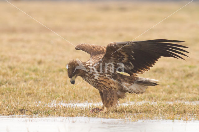 Zeearend (Haliaeetus albicilla)