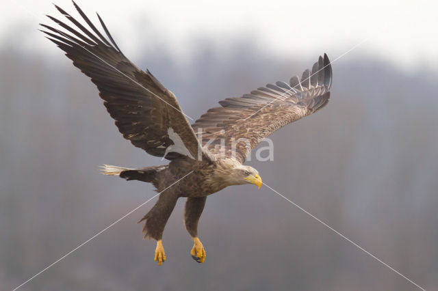 Zeearend (Haliaeetus albicilla)