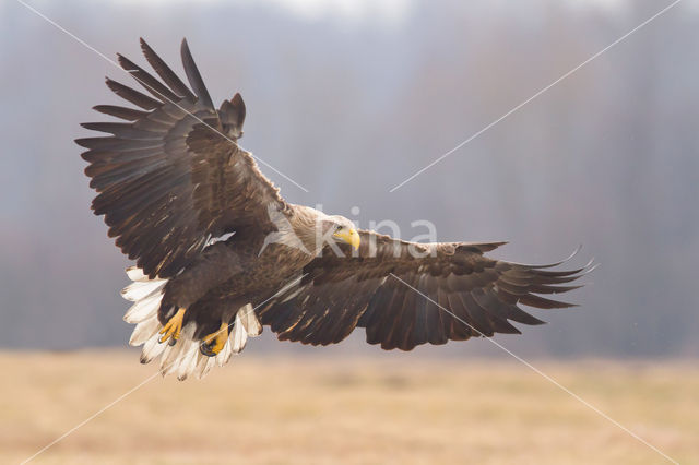 Zeearend (Haliaeetus albicilla)