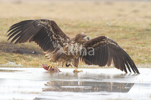 White-tailed Sea Eagle (Haliaeetus albicilla)