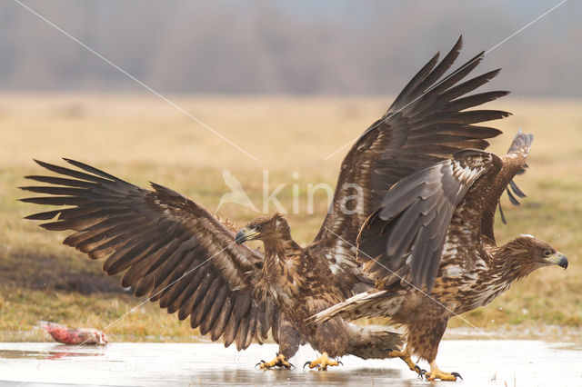 Zeearend (Haliaeetus albicilla)