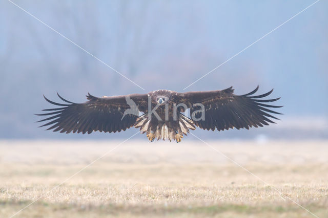 Zeearend (Haliaeetus albicilla)