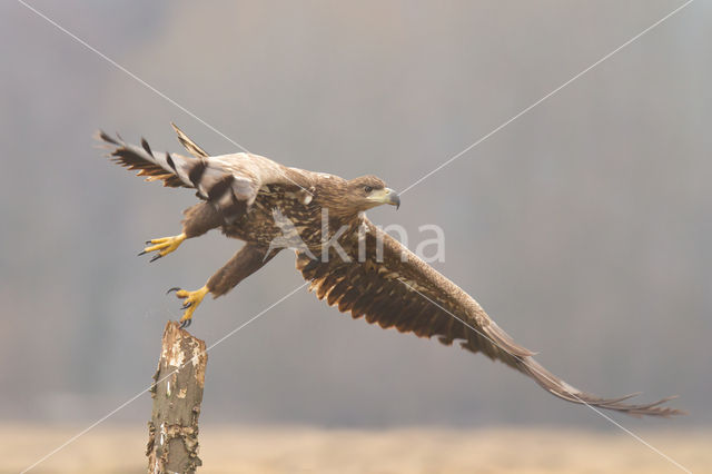 Zeearend (Haliaeetus albicilla)