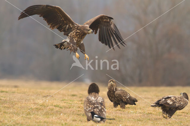 Zeearend (Haliaeetus albicilla)