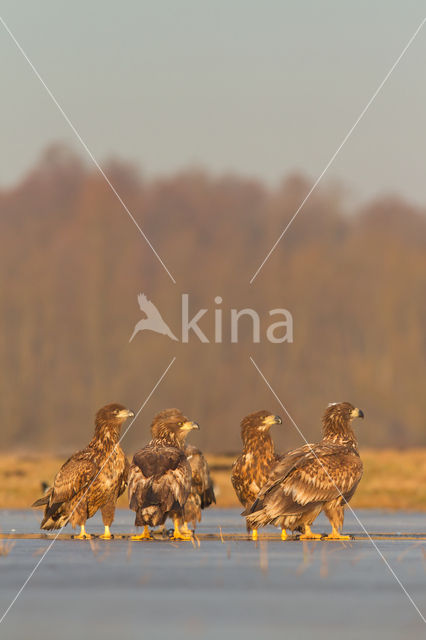 Zeearend (Haliaeetus albicilla)