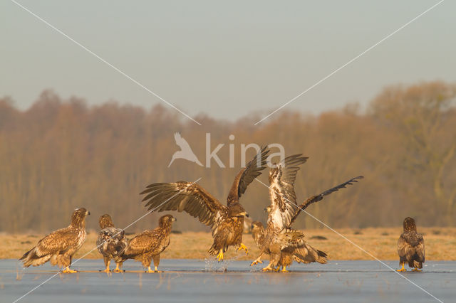 Zeearend (Haliaeetus albicilla)