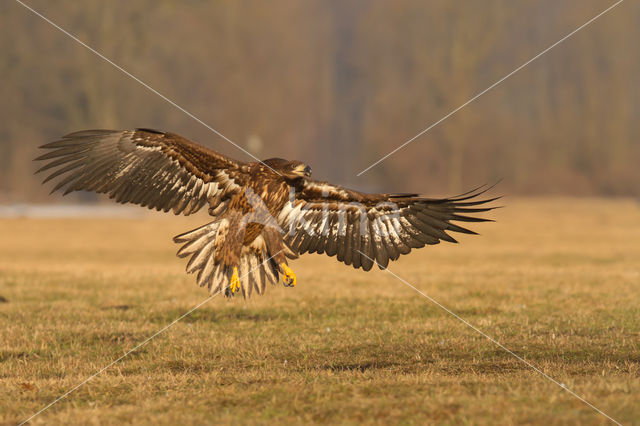 Zeearend (Haliaeetus albicilla)