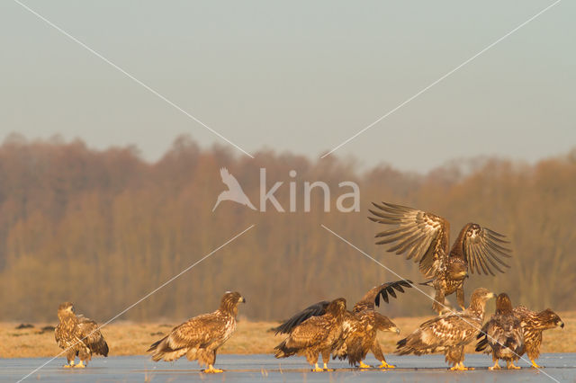 Zeearend (Haliaeetus albicilla)