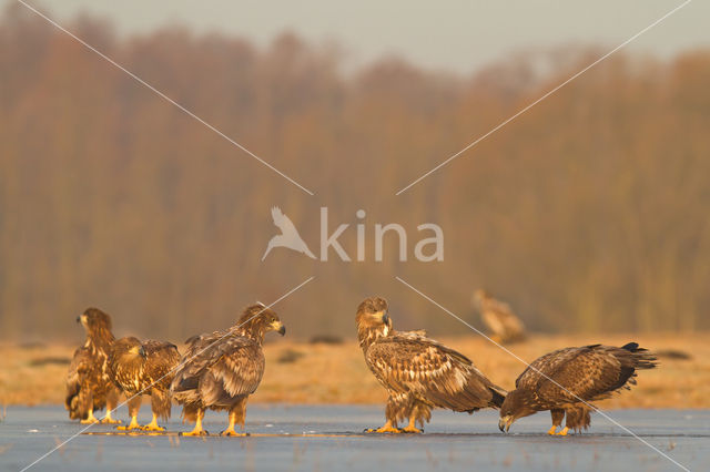 Zeearend (Haliaeetus albicilla)