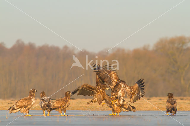 Zeearend (Haliaeetus albicilla)