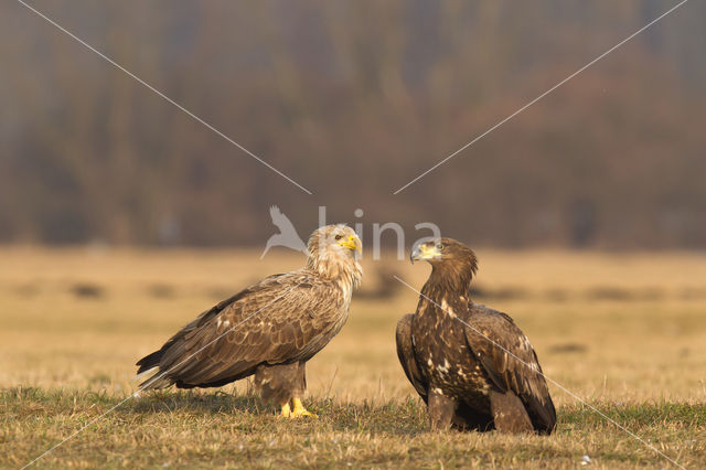 Zeearend (Haliaeetus albicilla)