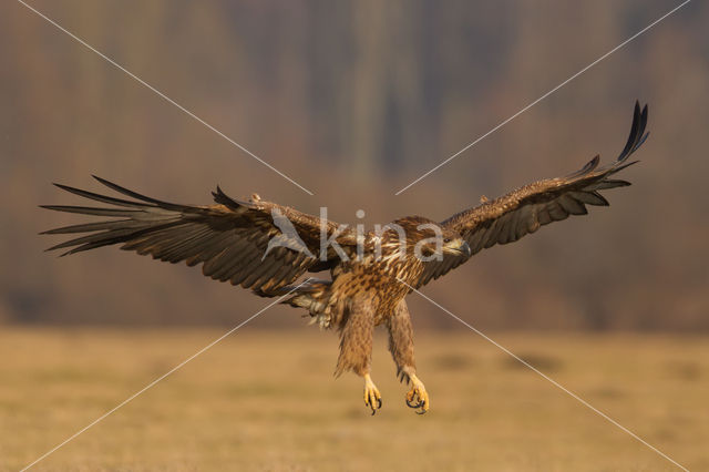 Zeearend (Haliaeetus albicilla)