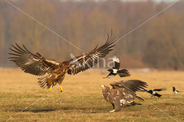 Zeearend (Haliaeetus albicilla)