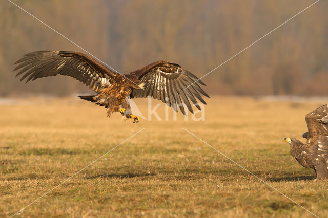 Zeearend (Haliaeetus albicilla)