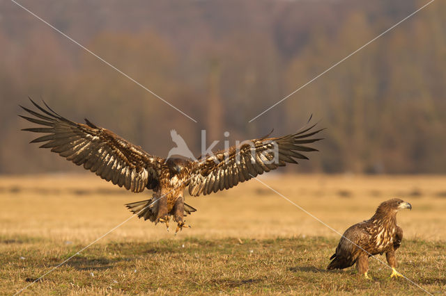 Zeearend (Haliaeetus albicilla)