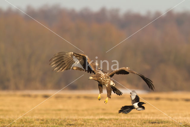 Zeearend (Haliaeetus albicilla)