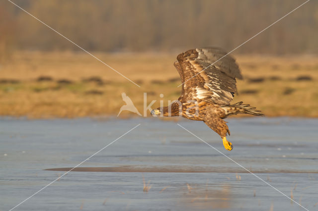 Zeearend (Haliaeetus albicilla)