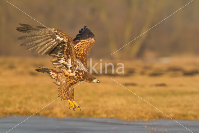 Zeearend (Haliaeetus albicilla)