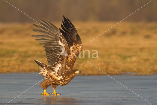 Zeearend (Haliaeetus albicilla)