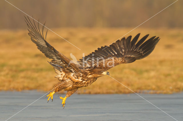 Zeearend (Haliaeetus albicilla)